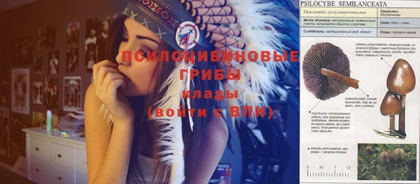 PSILOCYBIN Алексеевка